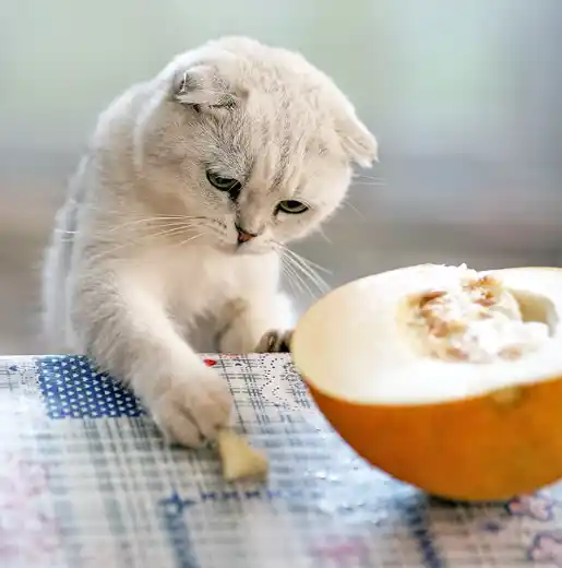 polycaudal cat